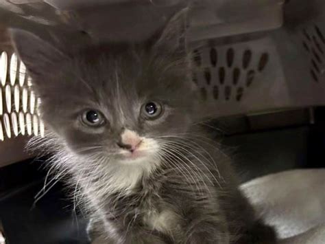 Cat’s out of the bag: Kitten turns up in a stolen car in Connecticut